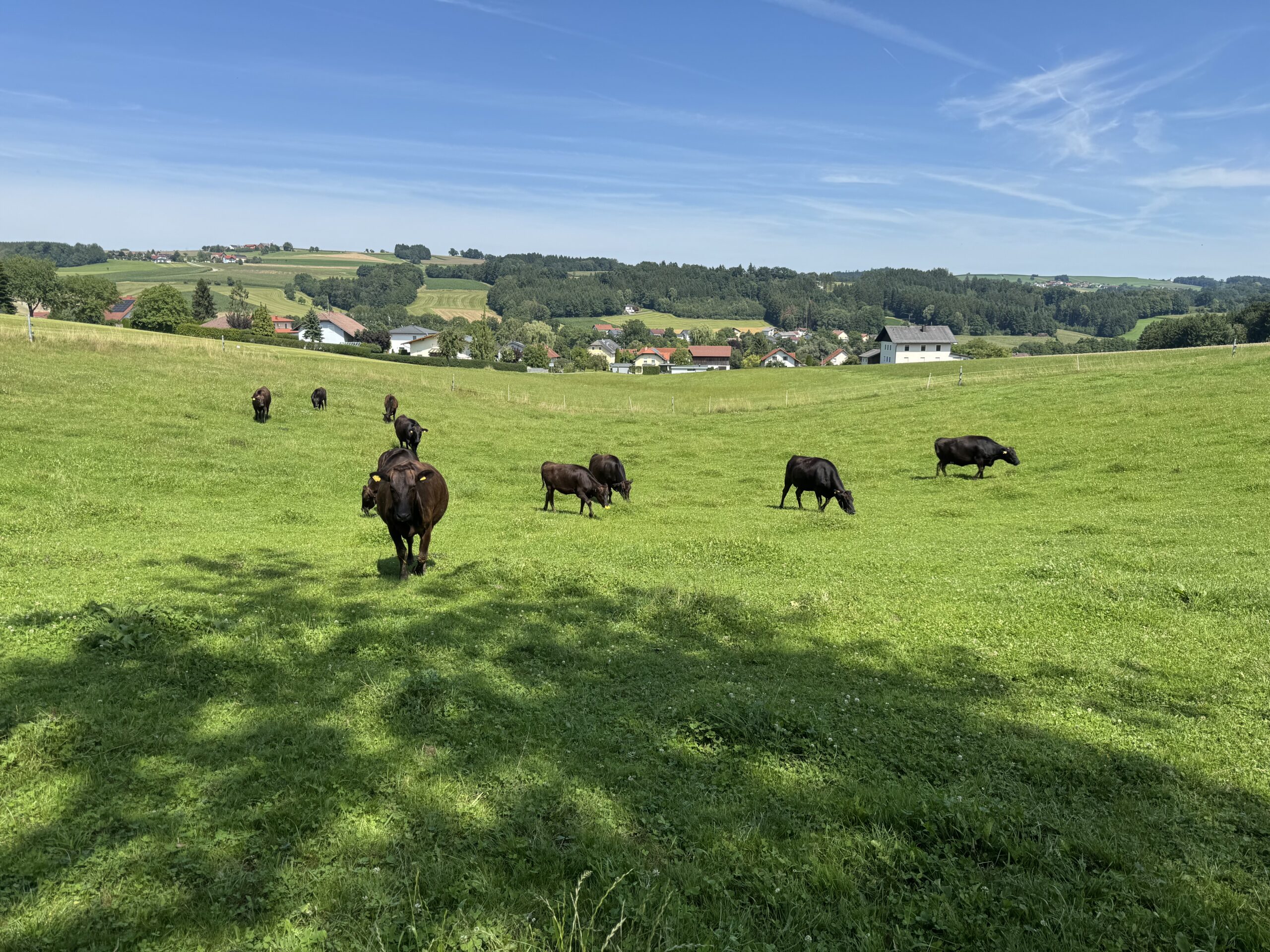 Sommer, Sonne, Sonnenschein