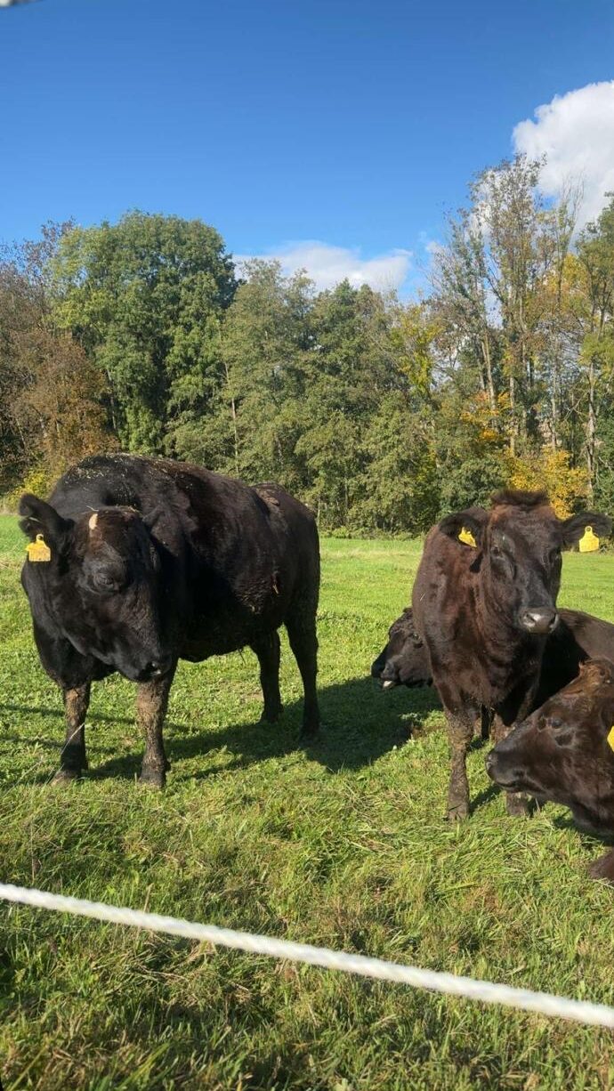 Frühling auf dem Hof