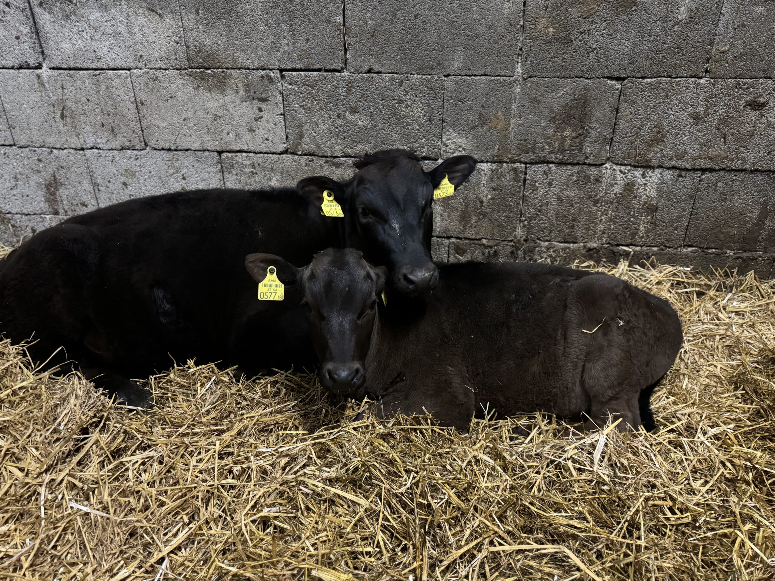 Was macht Wagyu-Fleisch so besonders?